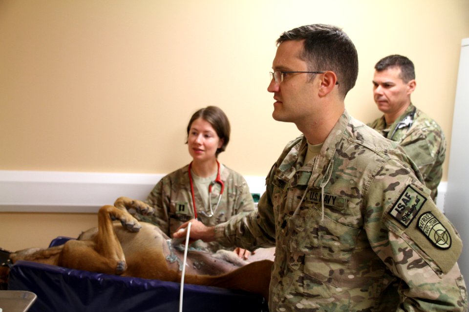Canine Ultrasound in Afghanistan 141008-N-JY715-413