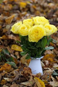 Autumn leaves yellow
