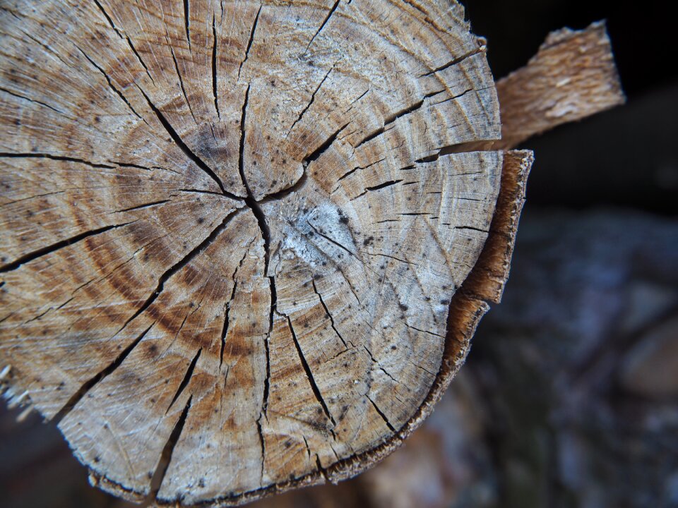Texture wood structure background