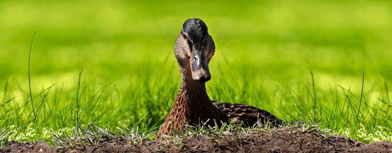 Animal bird waters