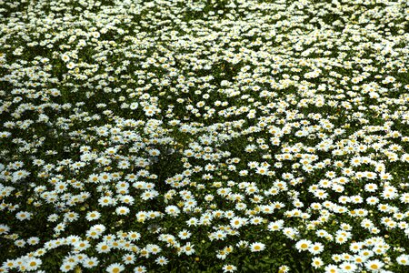 Botanical romantic nature