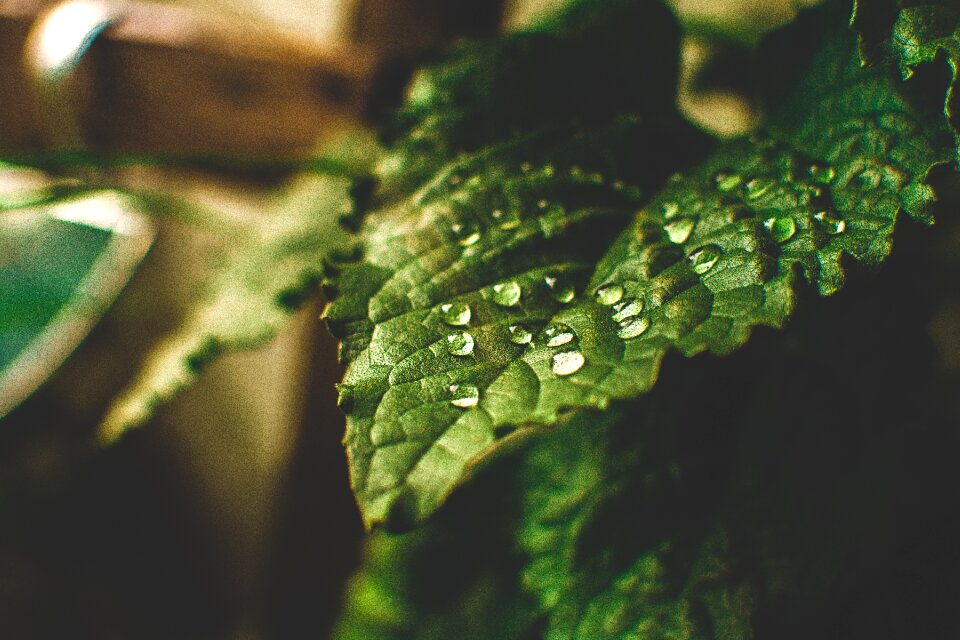 Nature garden plant