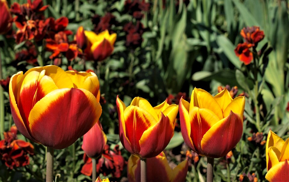 Tulip garden flora