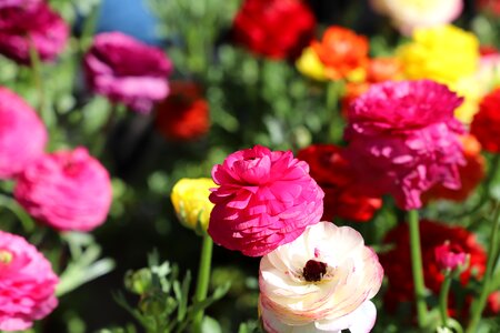 Garden summer petal photo