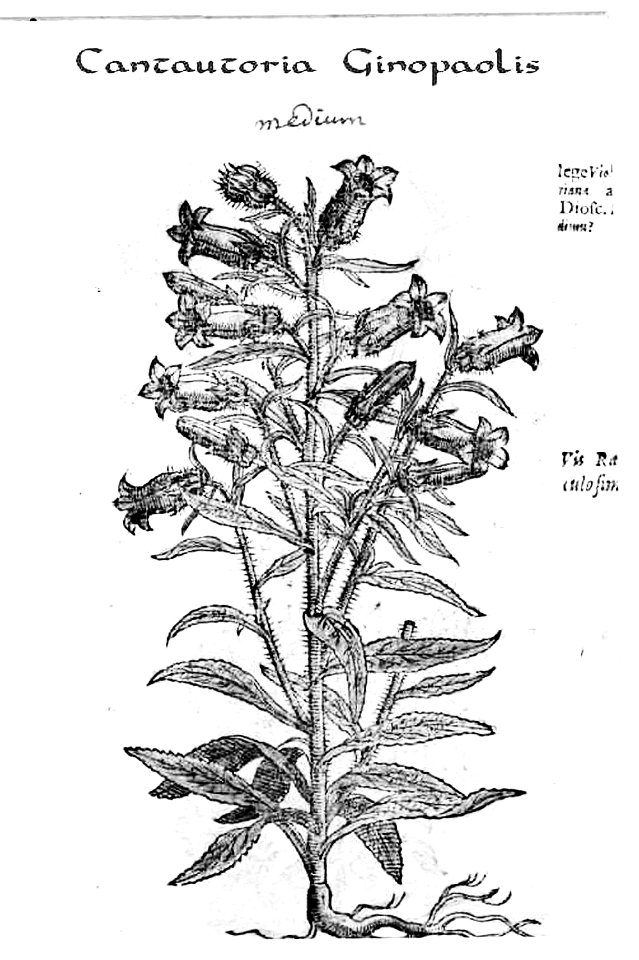 Cantautoria G