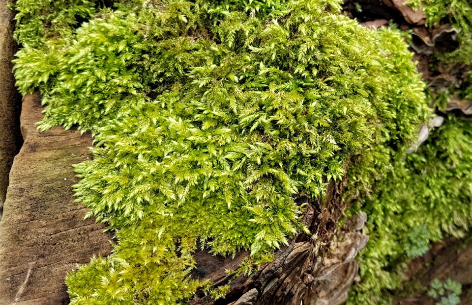 Growth tree wood