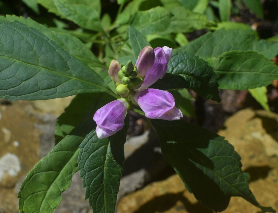 Top-down flower blossom