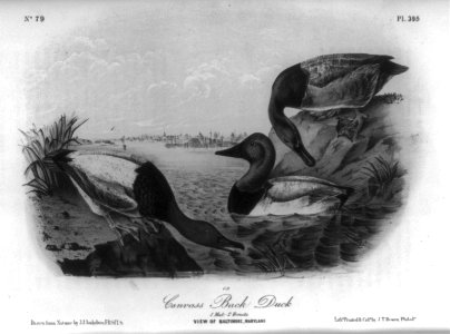 Canvass Back Duck LCCN2004665541