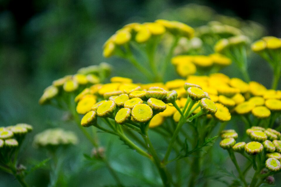 Outside summer plant