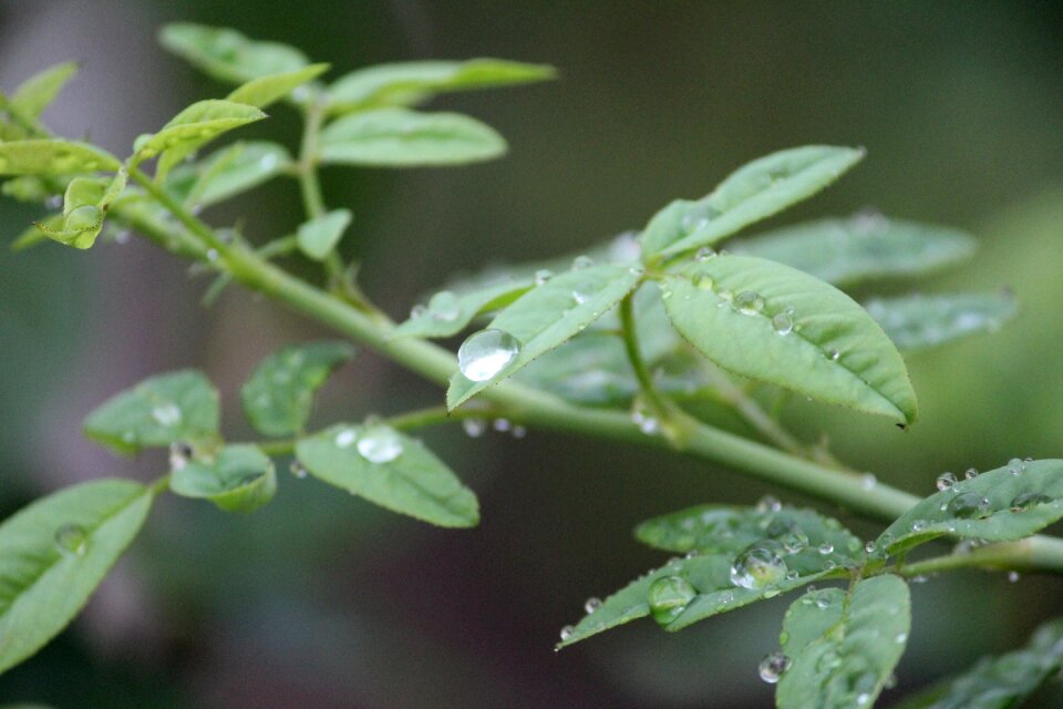 Rainy day branch raindrop