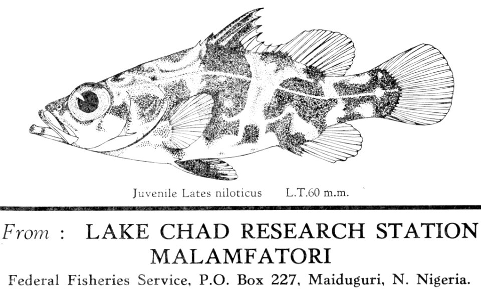 Capitaine Nile Perch