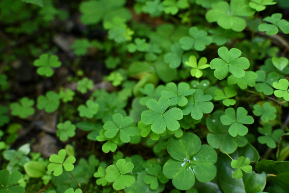 Clover plant environment