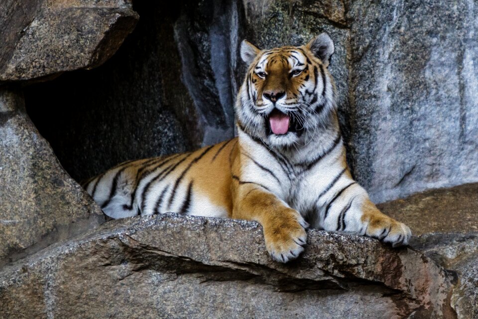 Berlin zoo tiger