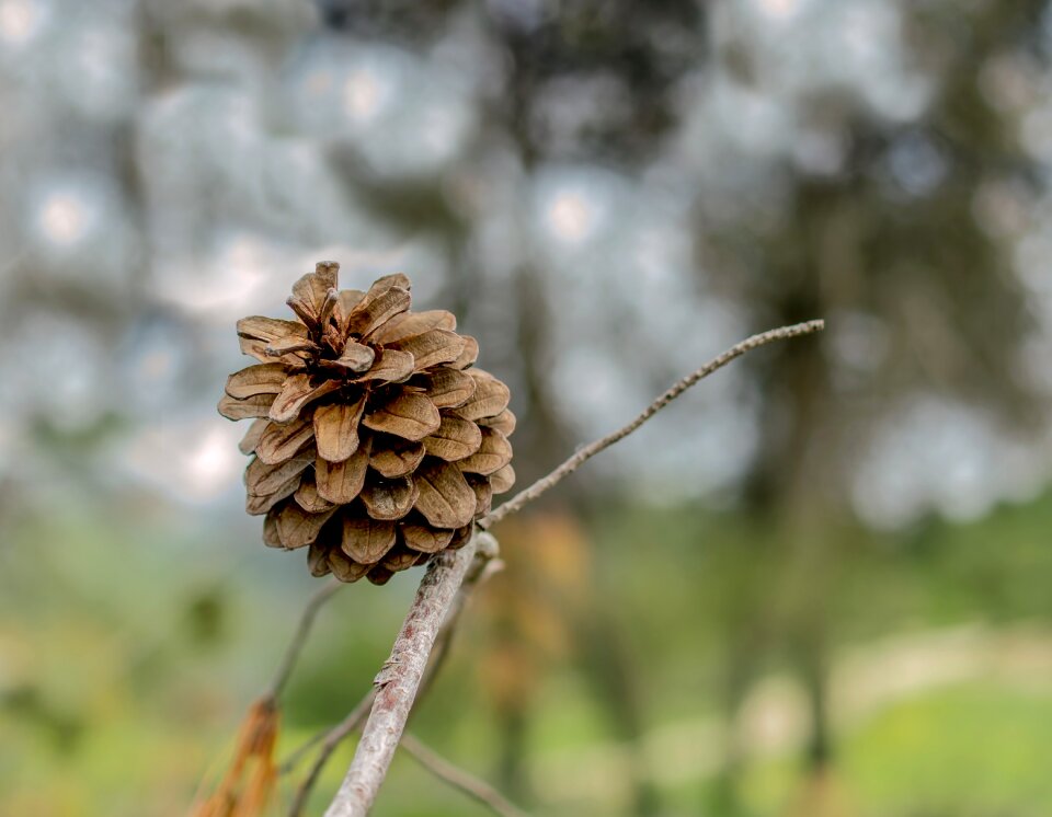 Tree leaf cone
