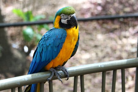 Exotic animal colorful photo