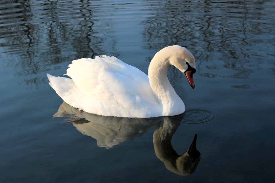Reflection lake bird