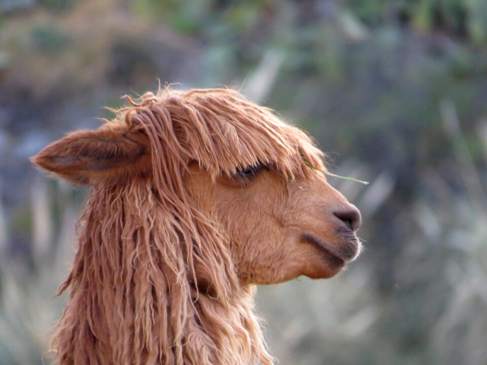 Alpaca peru plateau
