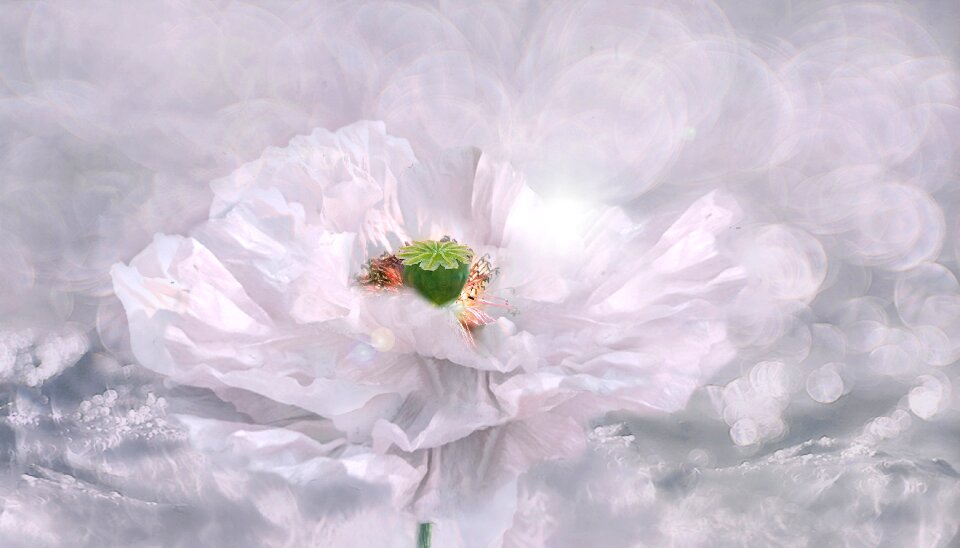 Flower blossom bloom