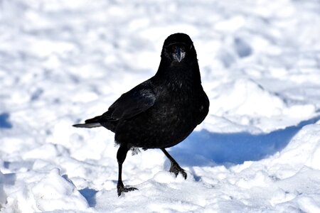 Raven snow winter