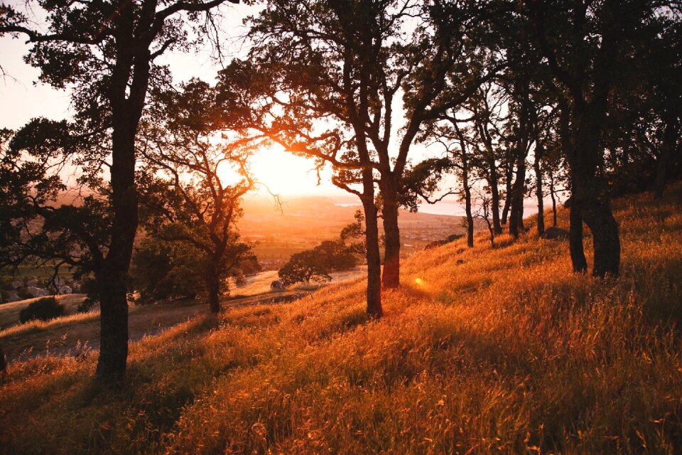 Sunrise grass nature