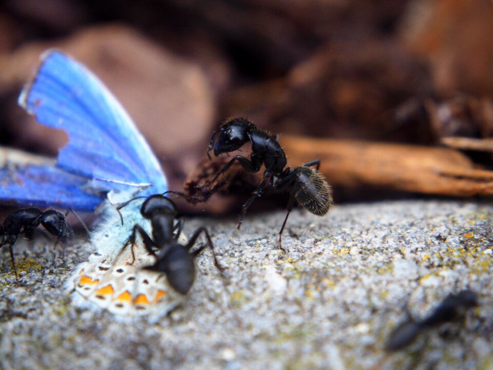 Eat insect nature