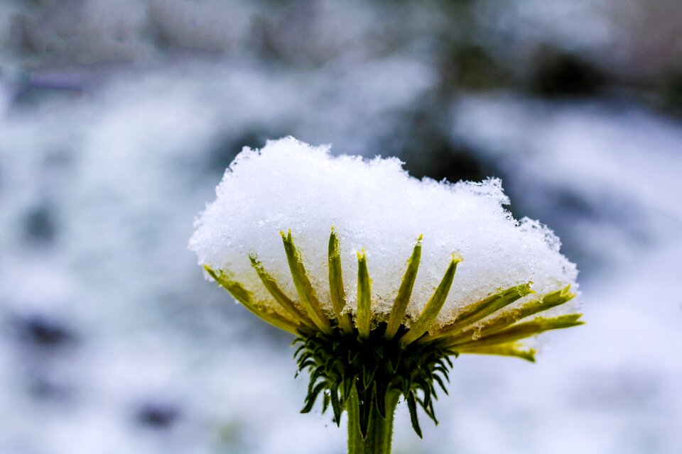 Korbblüter summer plant snow cover