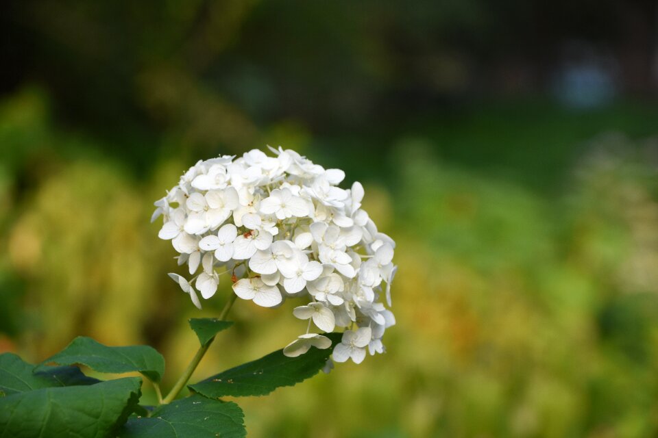 Hydrangea viburnum flower white