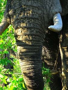 Elephant elephant trunk tusks photo