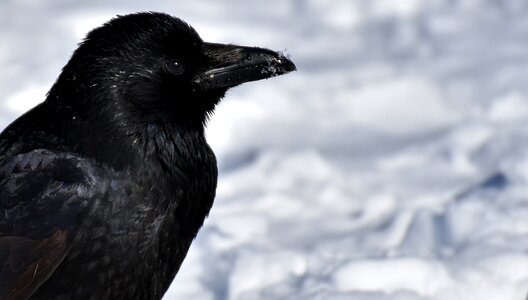 Raven snow winter photo