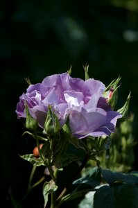 Flower violet nature