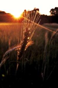 Ear grains field crops