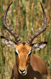 Impala antelope buck
