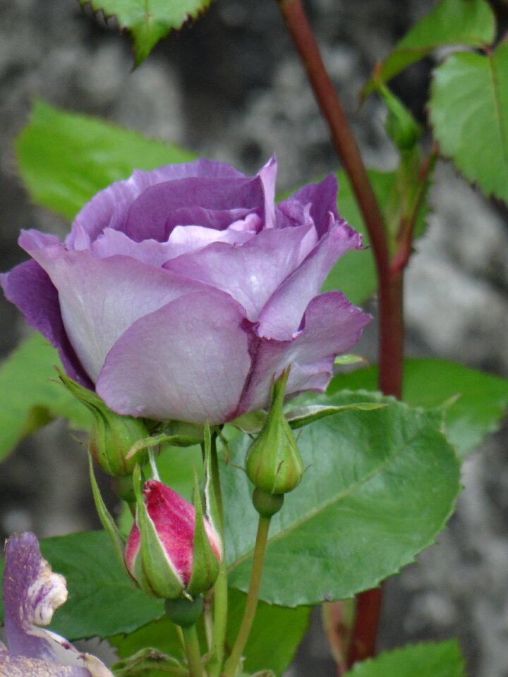 Rosebush violet flower
