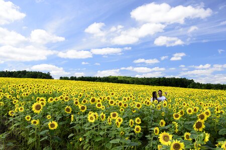 Sunflower field blue sky cloud countryside photo