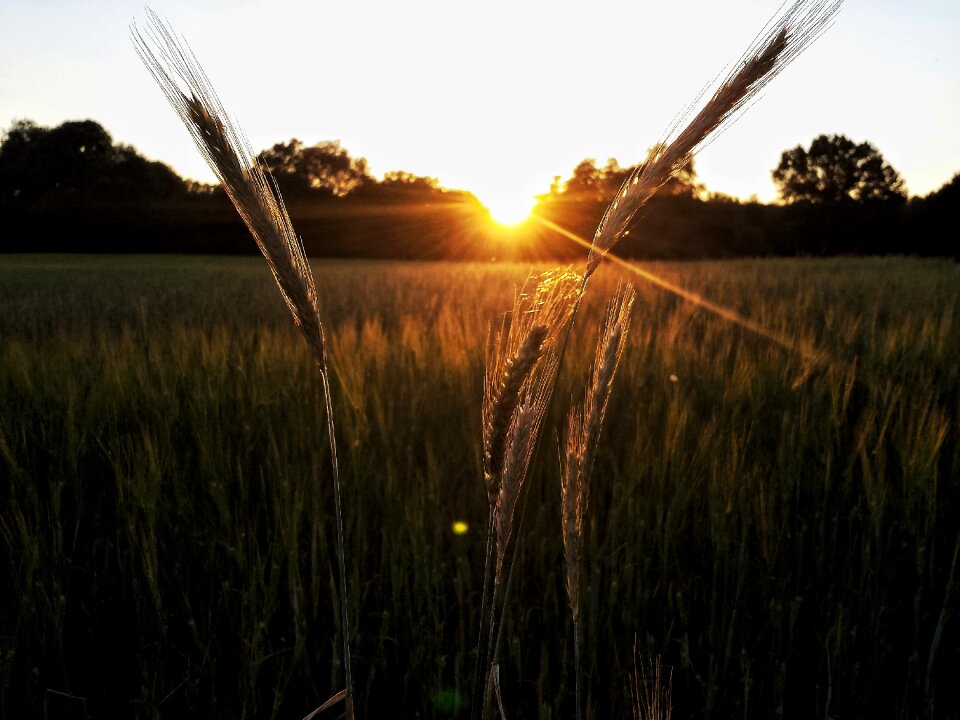 Abendstimmung evening sun silhouette