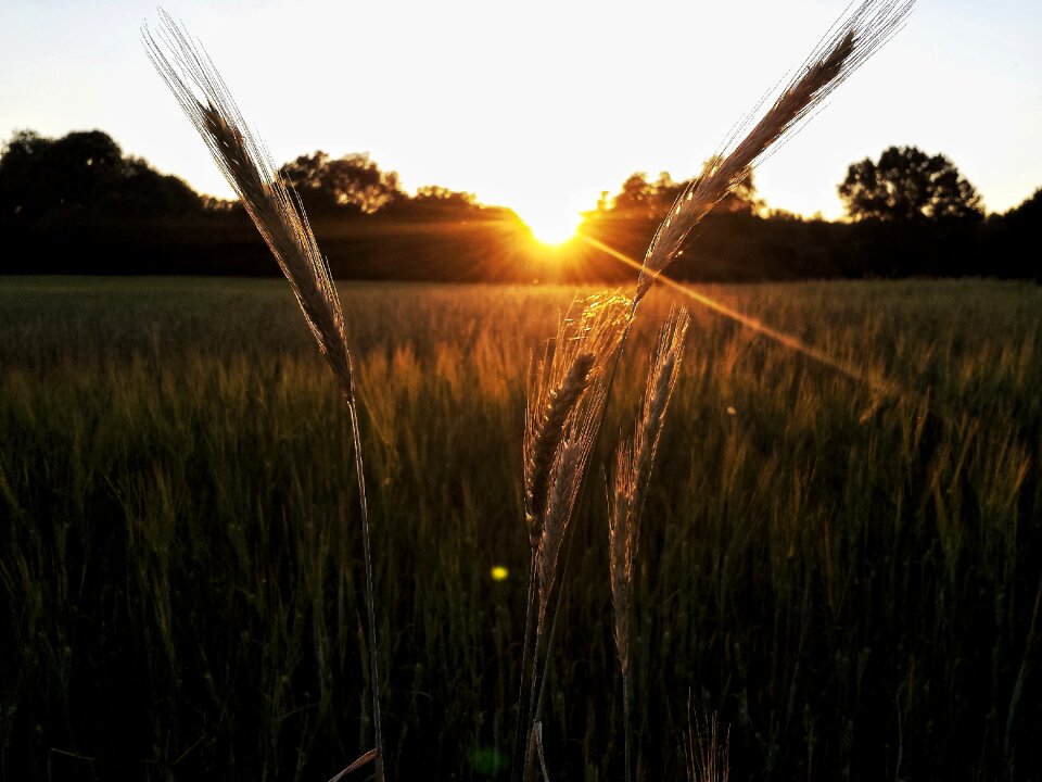 Abendstimmung evening sun silhouette photo