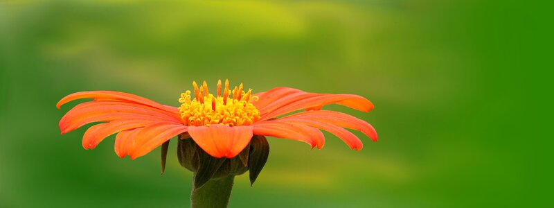 Flower bright orange photo
