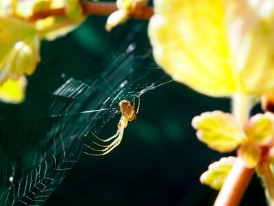 Garden close up nature