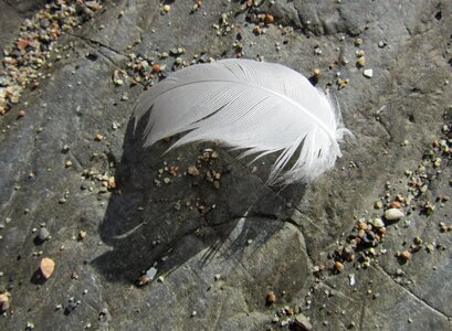 Fine bird isolation