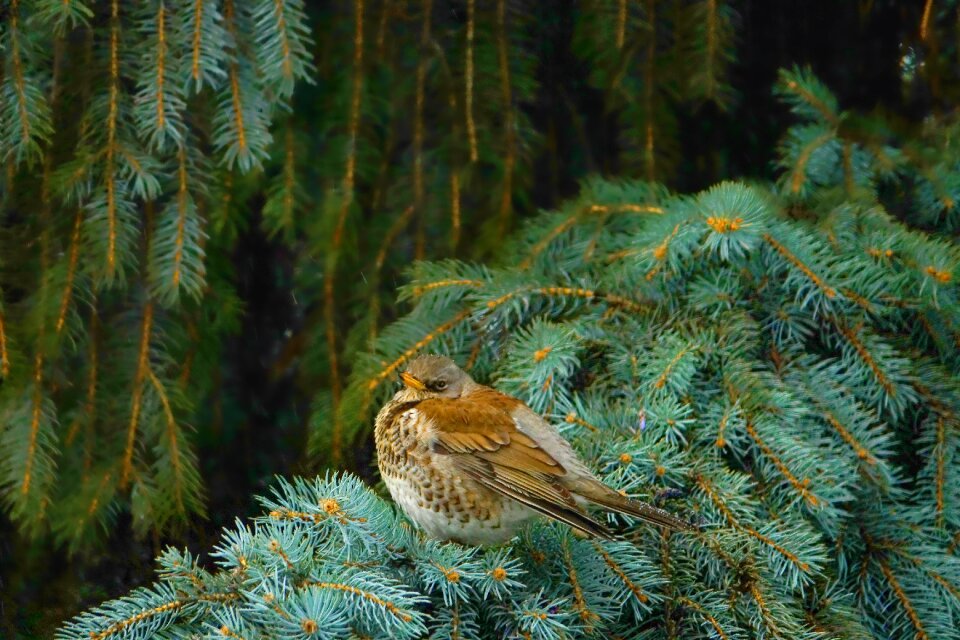 Spruce bird fieldfare