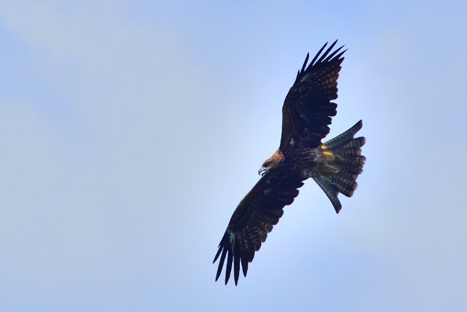 Bird of prey nature flight