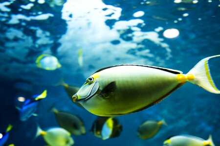 Coral fish blue fish blue fishing