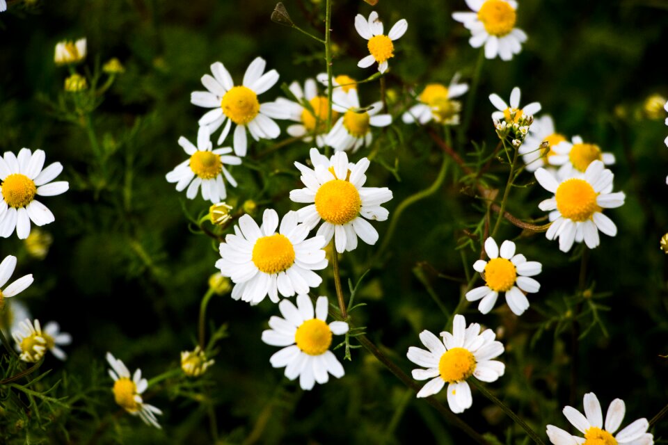 Plant haymaking daisy