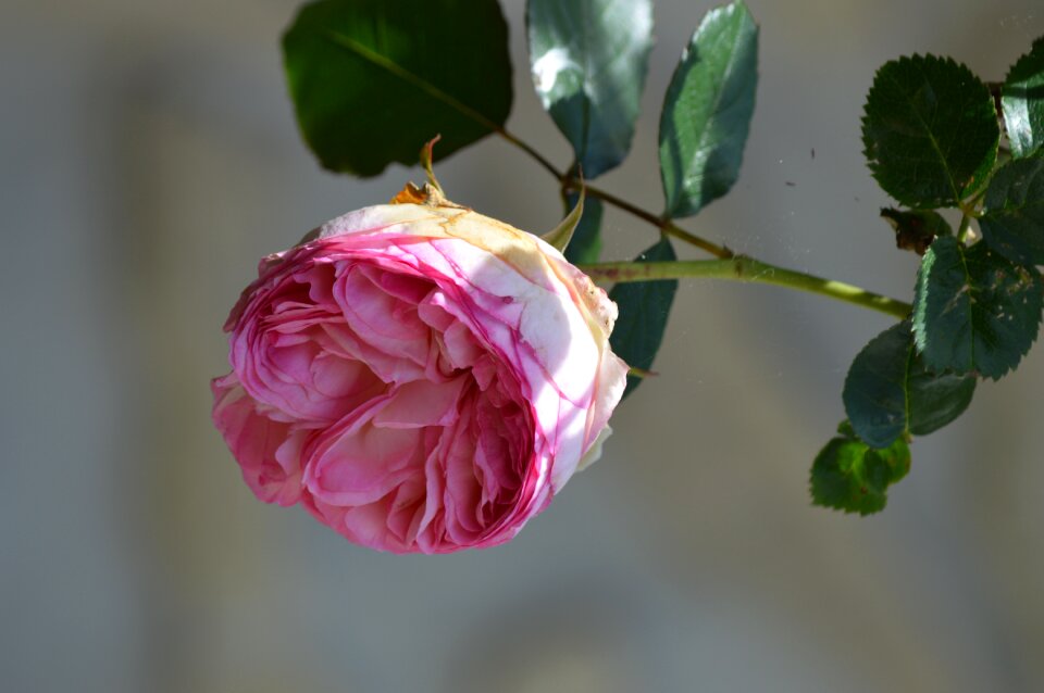 Pale pink flowering nature