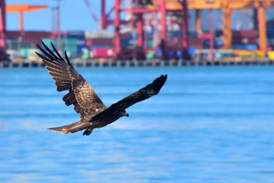 Nature outdoor wildlife