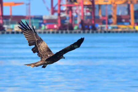 Nature outdoor wildlife