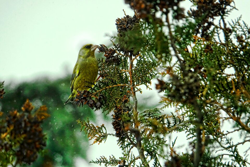 Nature bird greenfinch