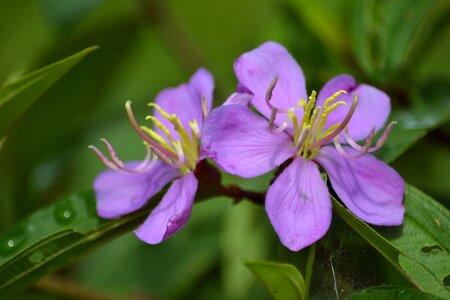 Purple petal plant