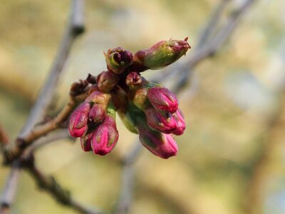 Tree bud japanese cherry photo