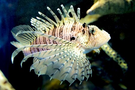 Spiky fish lionfish photo